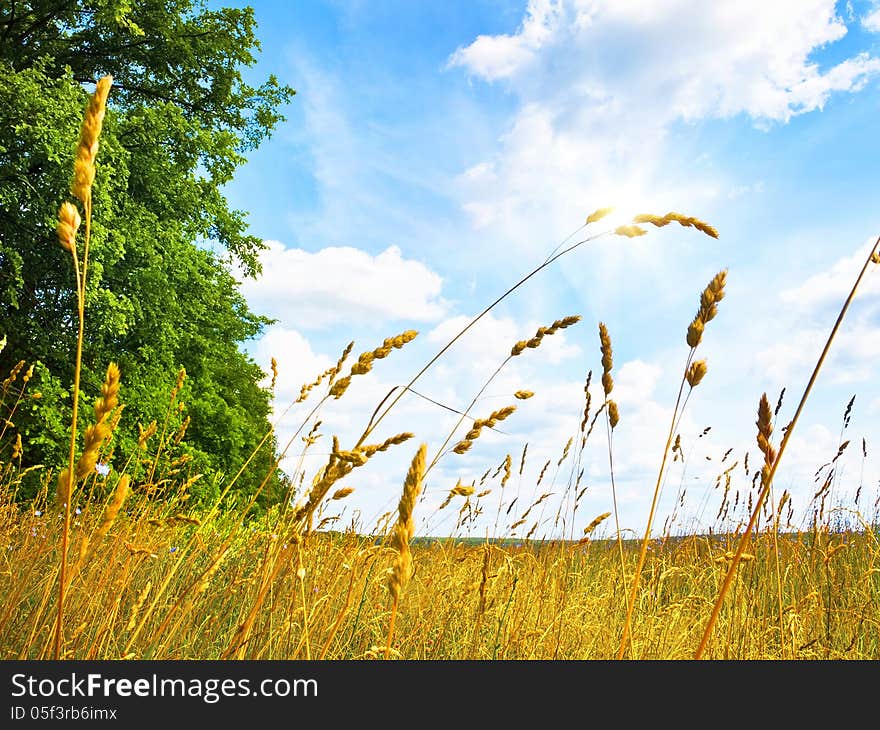 Field landscape with tree, sunny sky