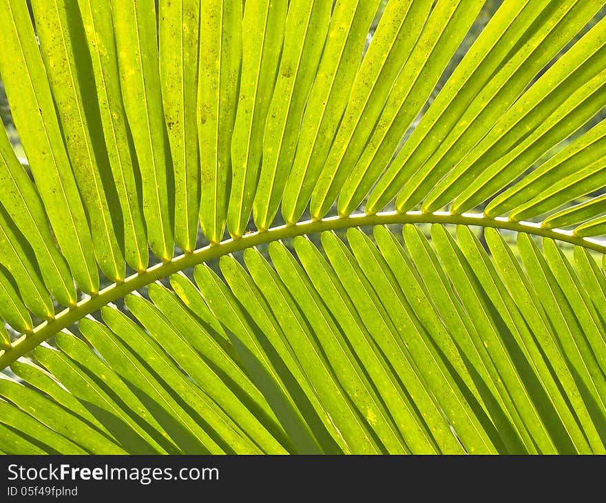 Outline the leaves in backlight of sunlight. Outline the leaves in backlight of sunlight