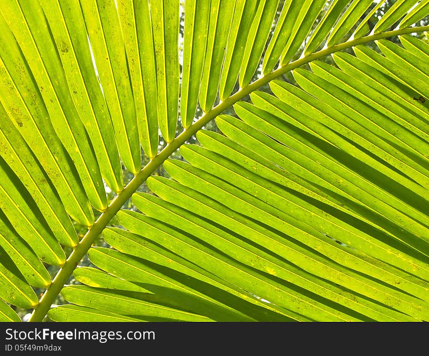 Curve outline the leaves in backlight of sunlight. Curve outline the leaves in backlight of sunlight