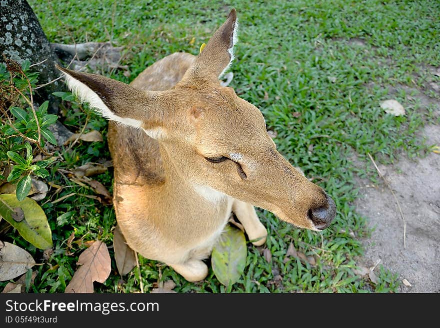 Brow-antlered deer in the open zoo