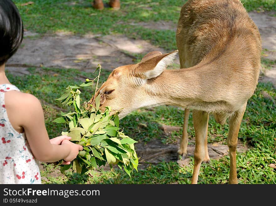 Brow-antlered deer and children