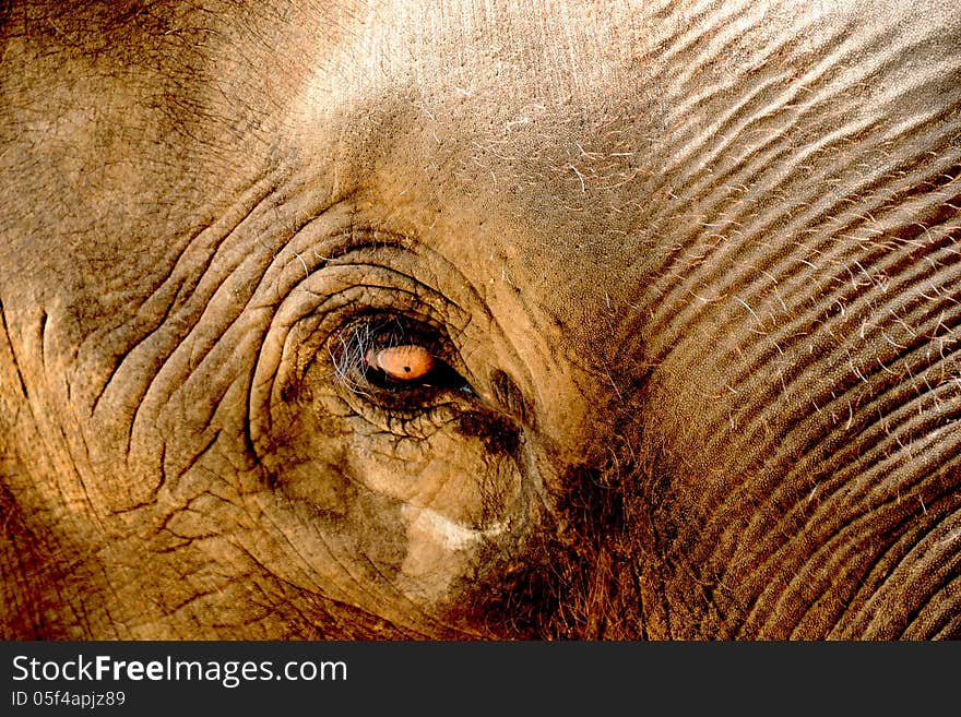 The eye of the older elephant. The eye of the older elephant