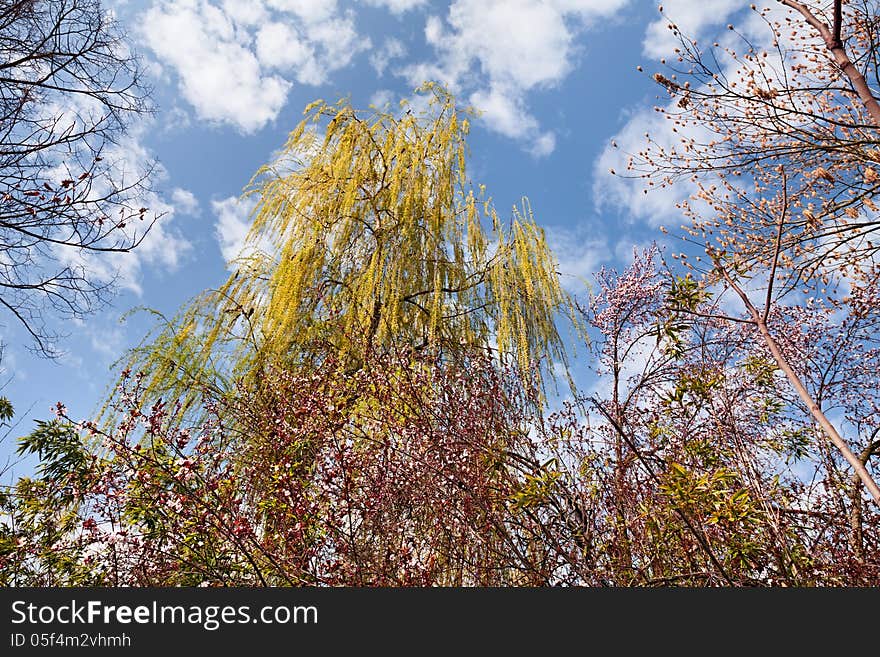 Flowering trees and plants at spring under a blue sky and white clouds