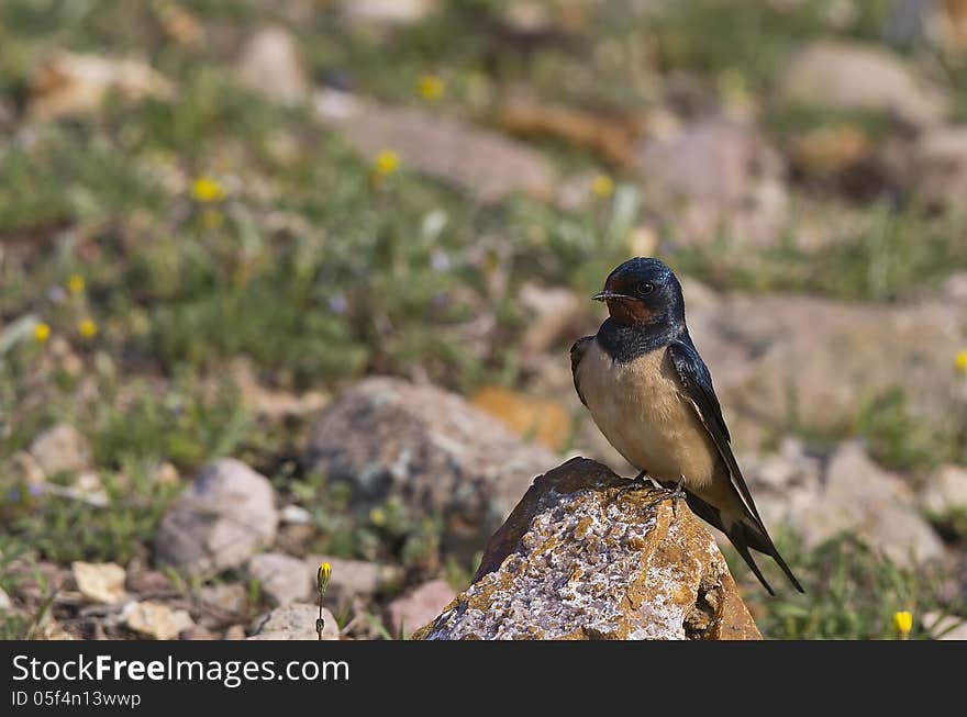 Swallow on a Rock &x28;Hirundo rustica&x29