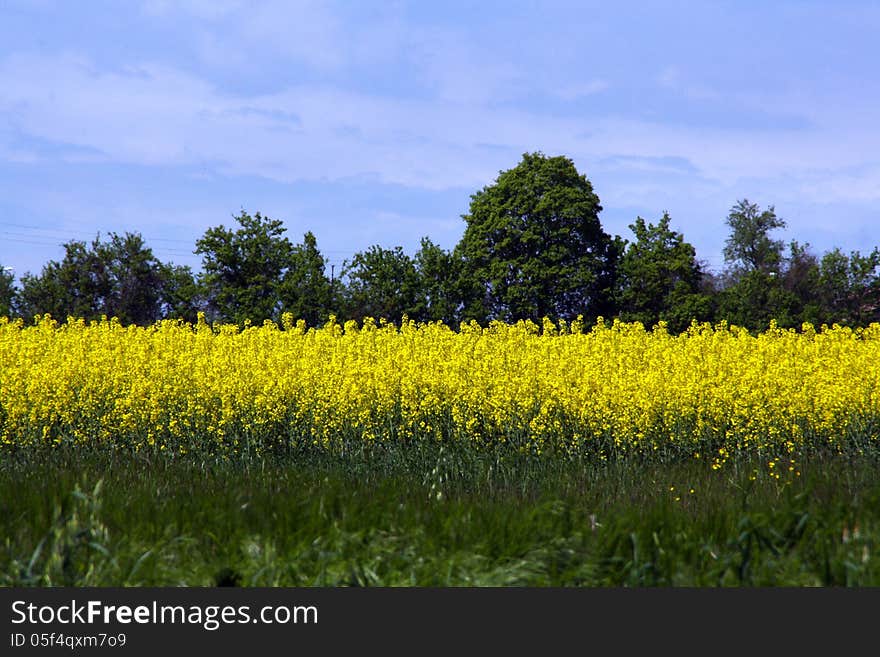 Country view