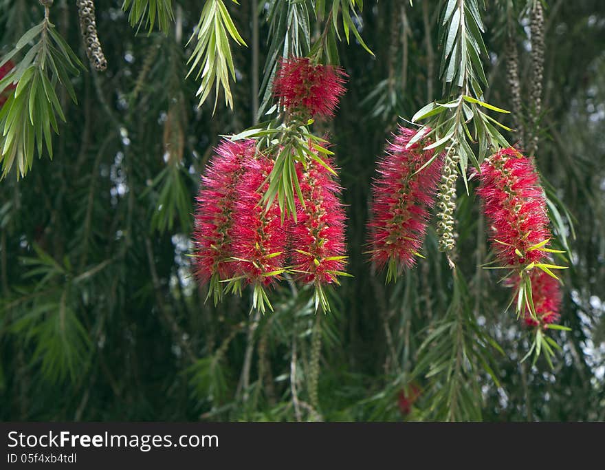 Callistemon.