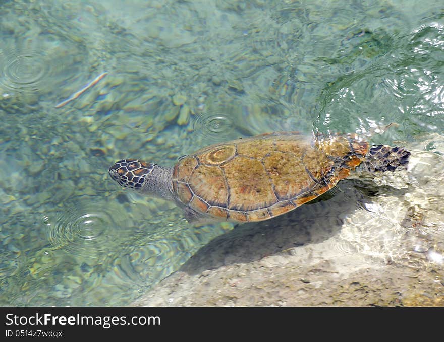 A sea turtle.