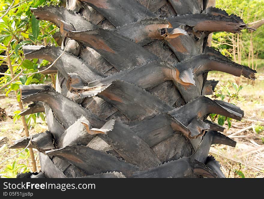 Trunk detail of palm tree