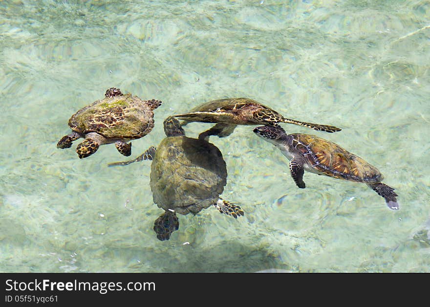 Sea turtles.