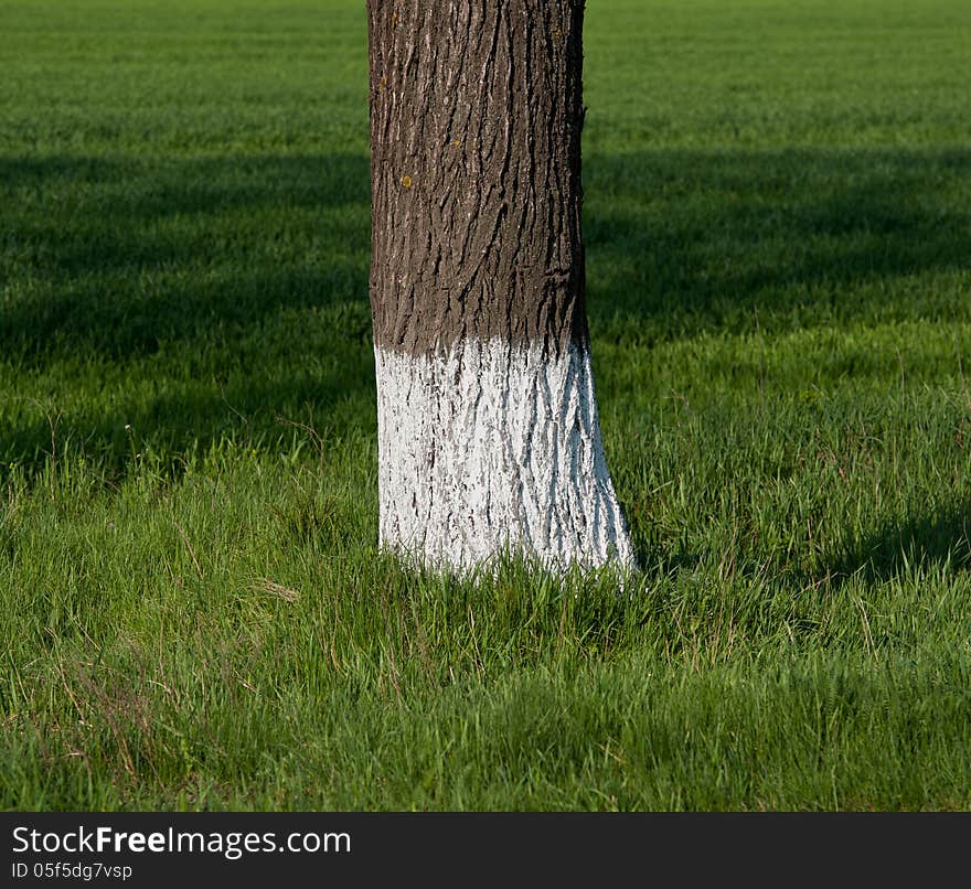 Trunk of the painted tree against a green grass in a sunny day. Trunk of the painted tree against a green grass in a sunny day