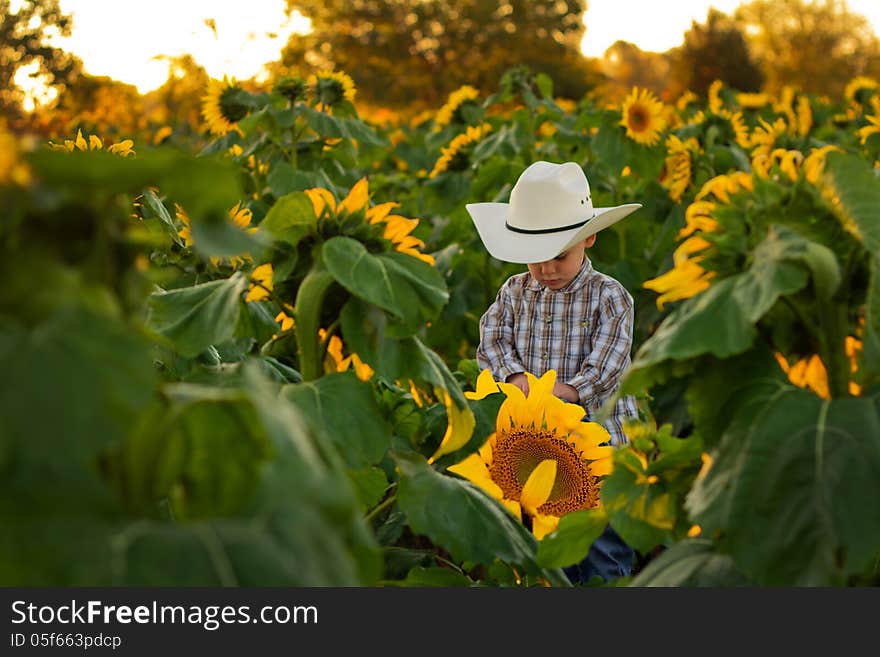 Young Farmer in Sunflower Field