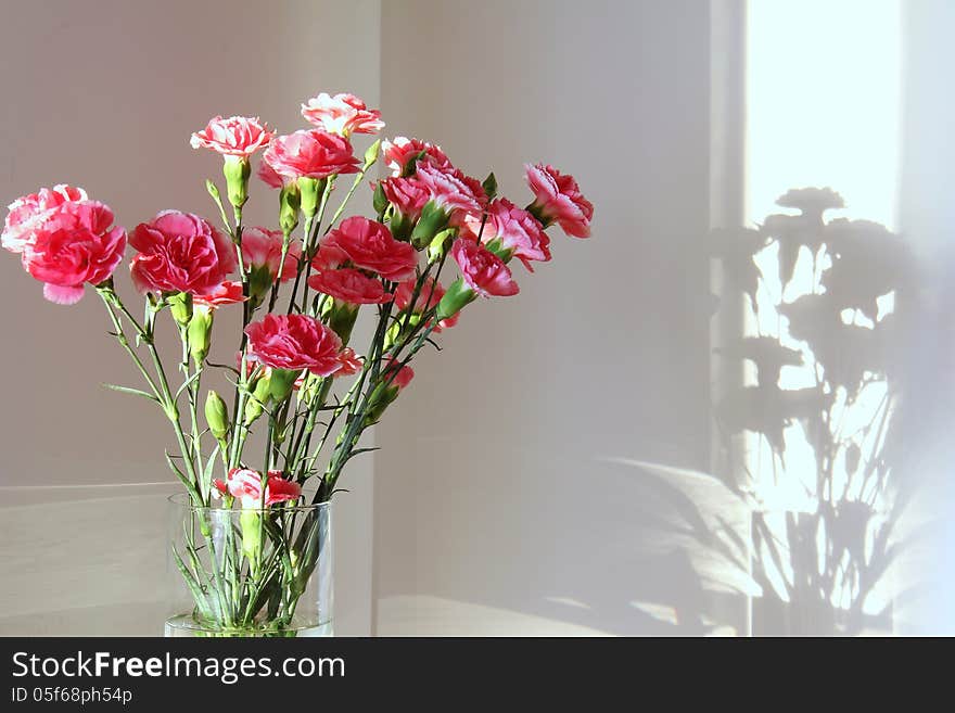 Pink carnations on a white background