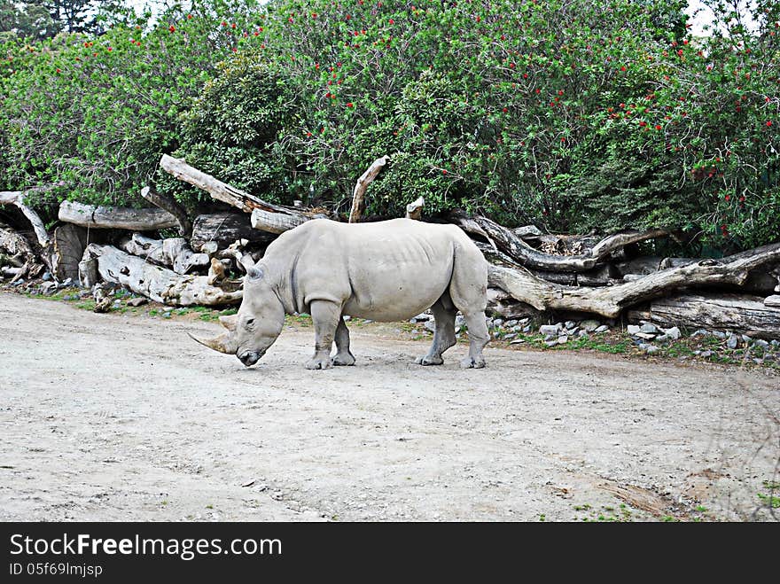 Side profile of white rhinoceros standing on clear ground