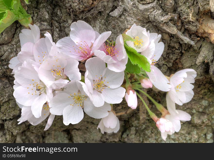 Closeup of beautiful white and pinkish cherry blossoms blooming on trunk of tree