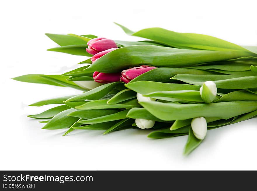 Bouquet of tulips