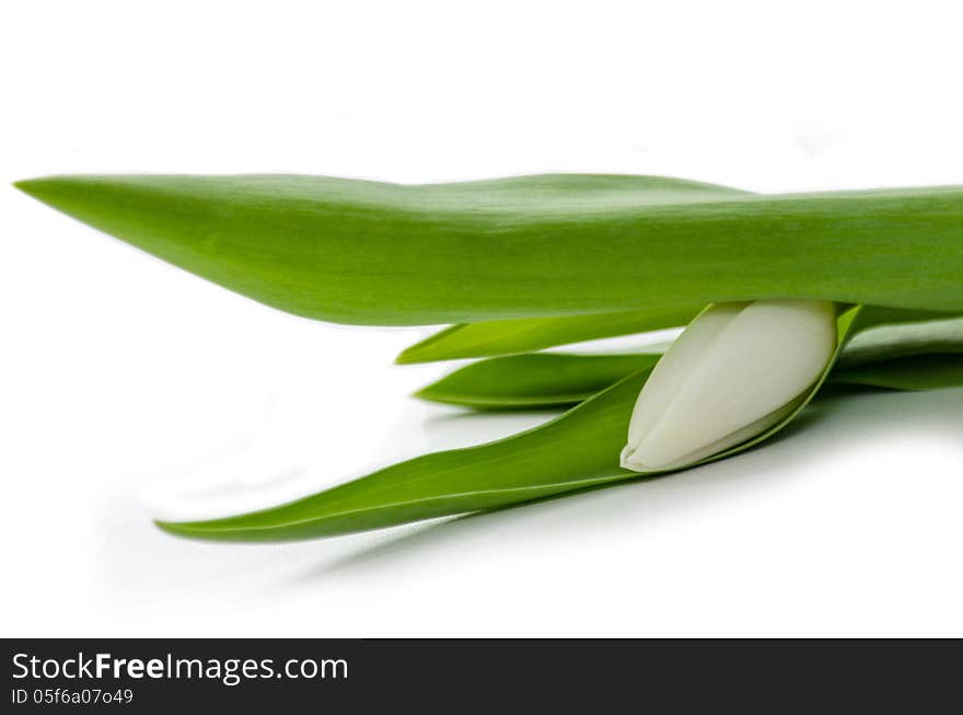 White Tulip Bud on a white background. White Tulip Bud on a white background.