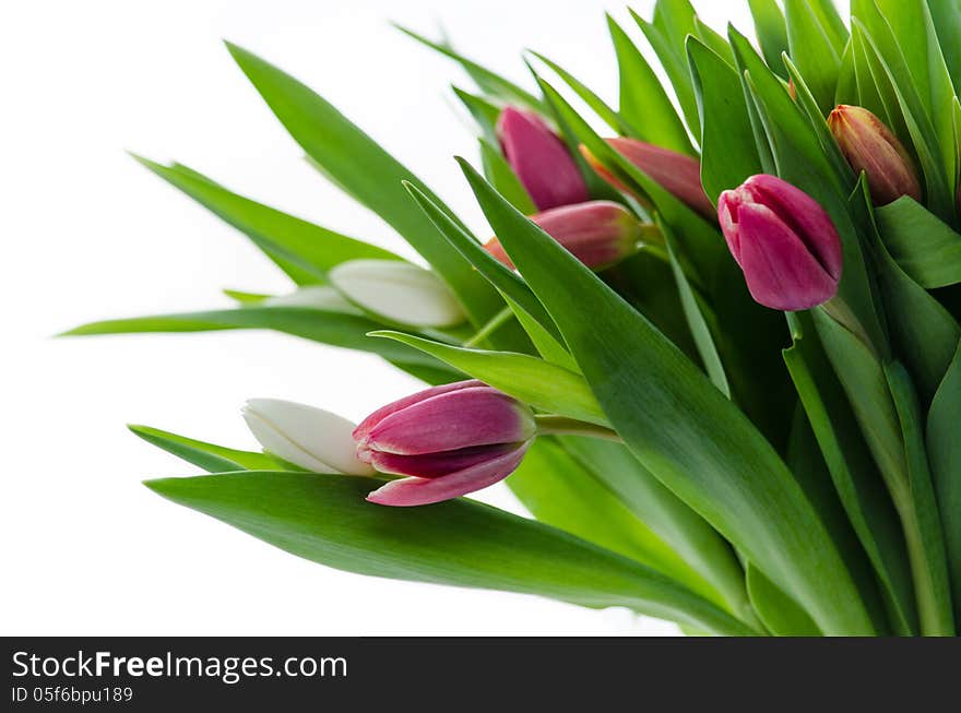 Tulips on a white background