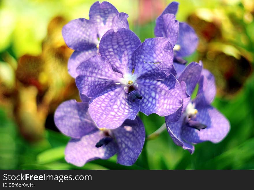 Blooming Orchids in the Garden