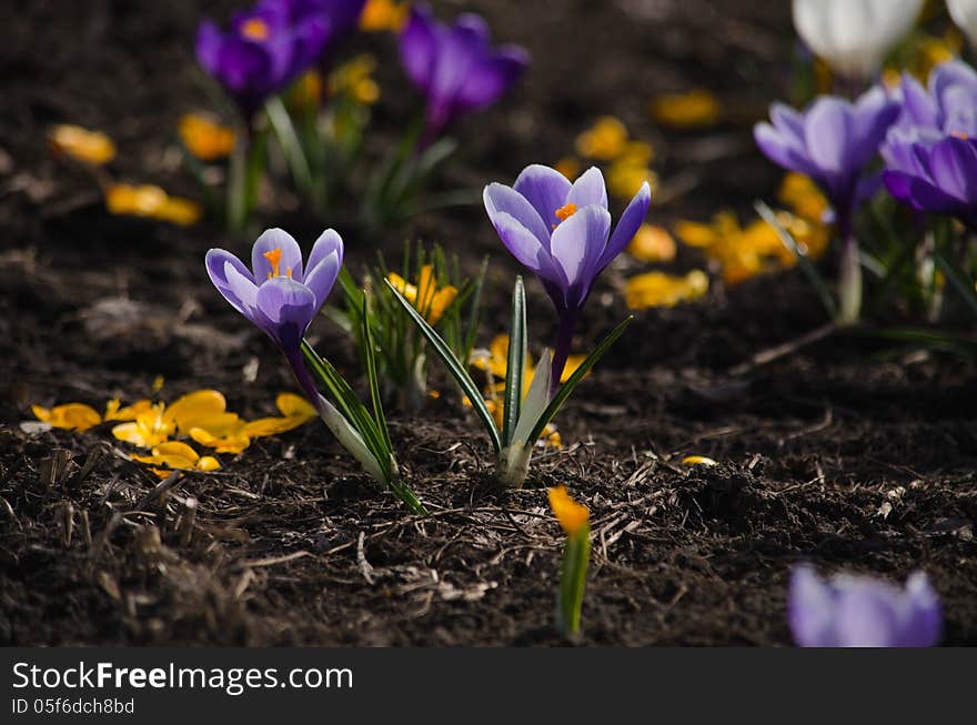 Purple crocuses are growing on a bed.