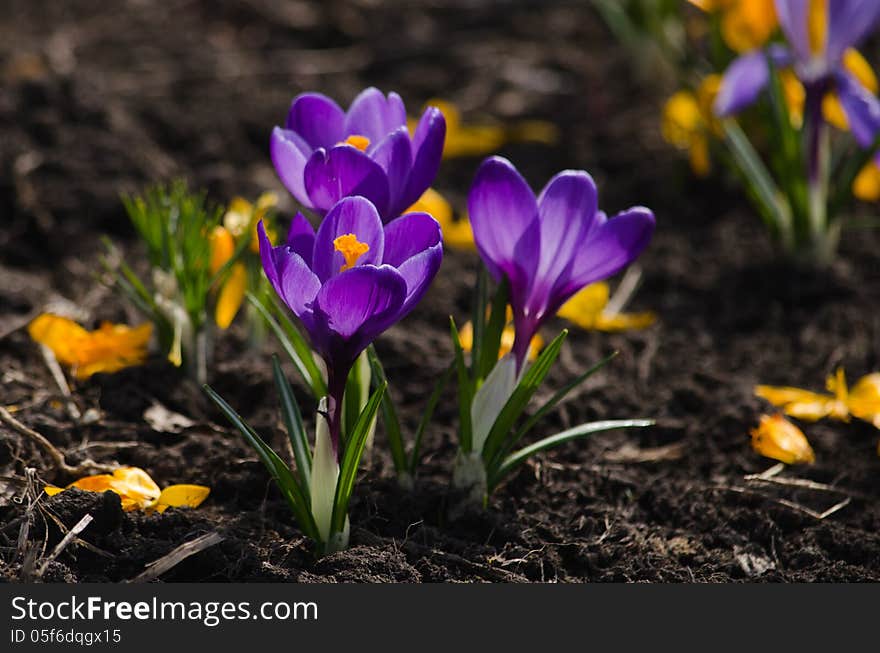 Purple crocuses are growing on a bed.