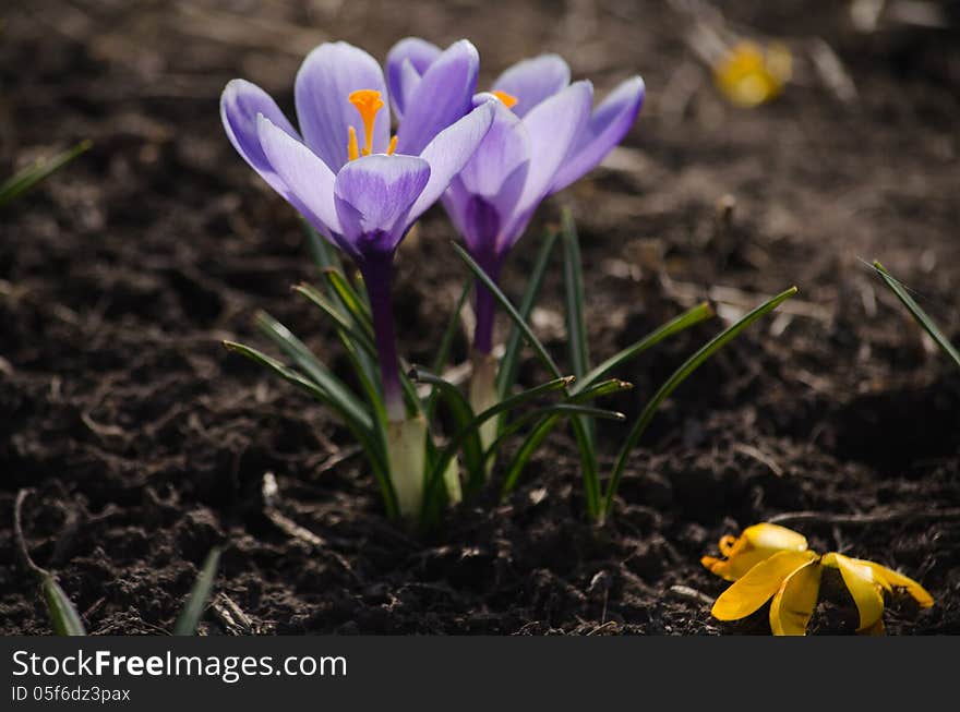 Purple crocuses are growing on a bed.