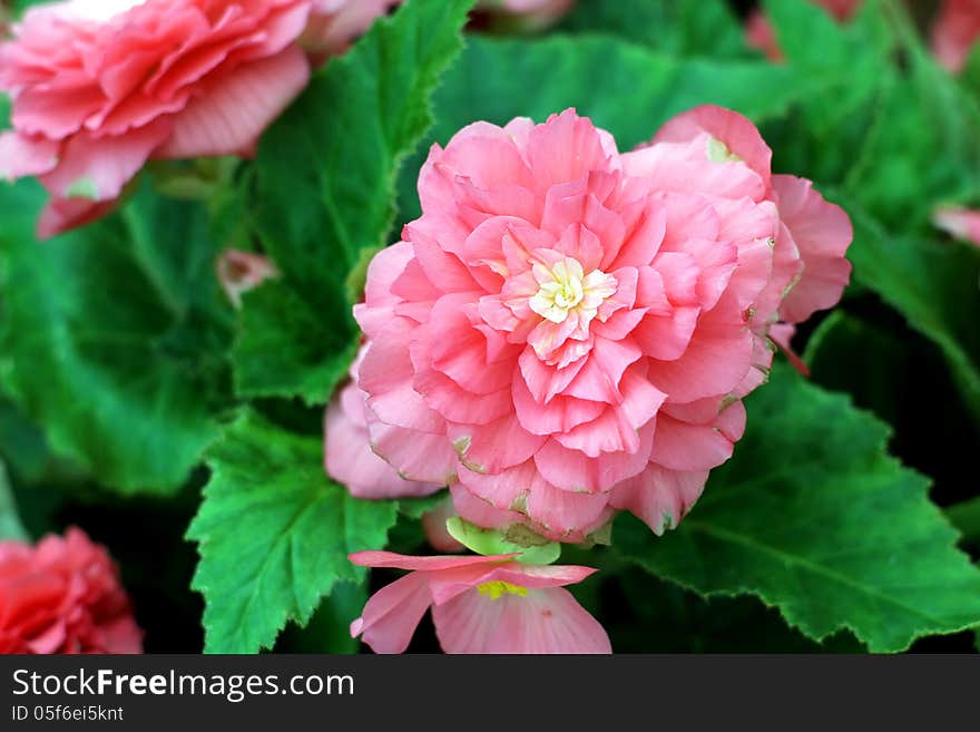 Beautiful flower in the garden