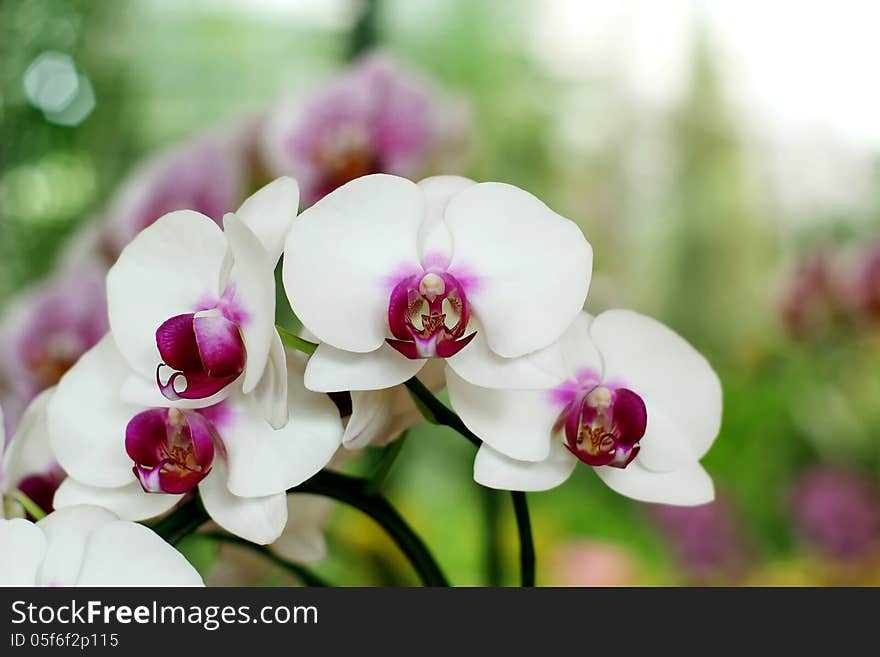 Blooming Orchids in the Garden