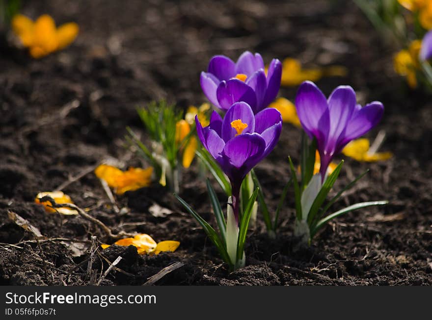 Purple crocuses are growing on a bed.