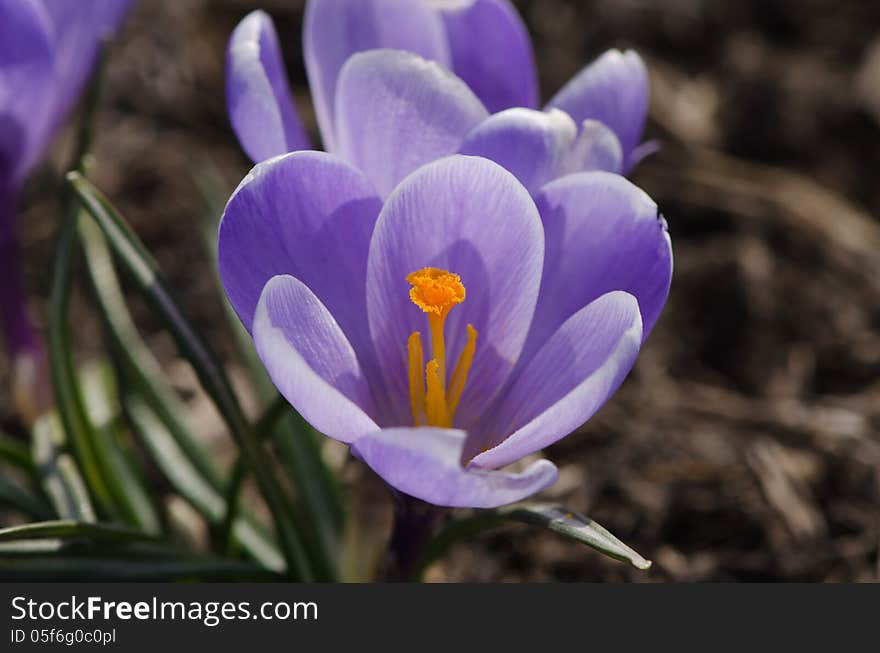 Purple crocuses are growing on a bed.