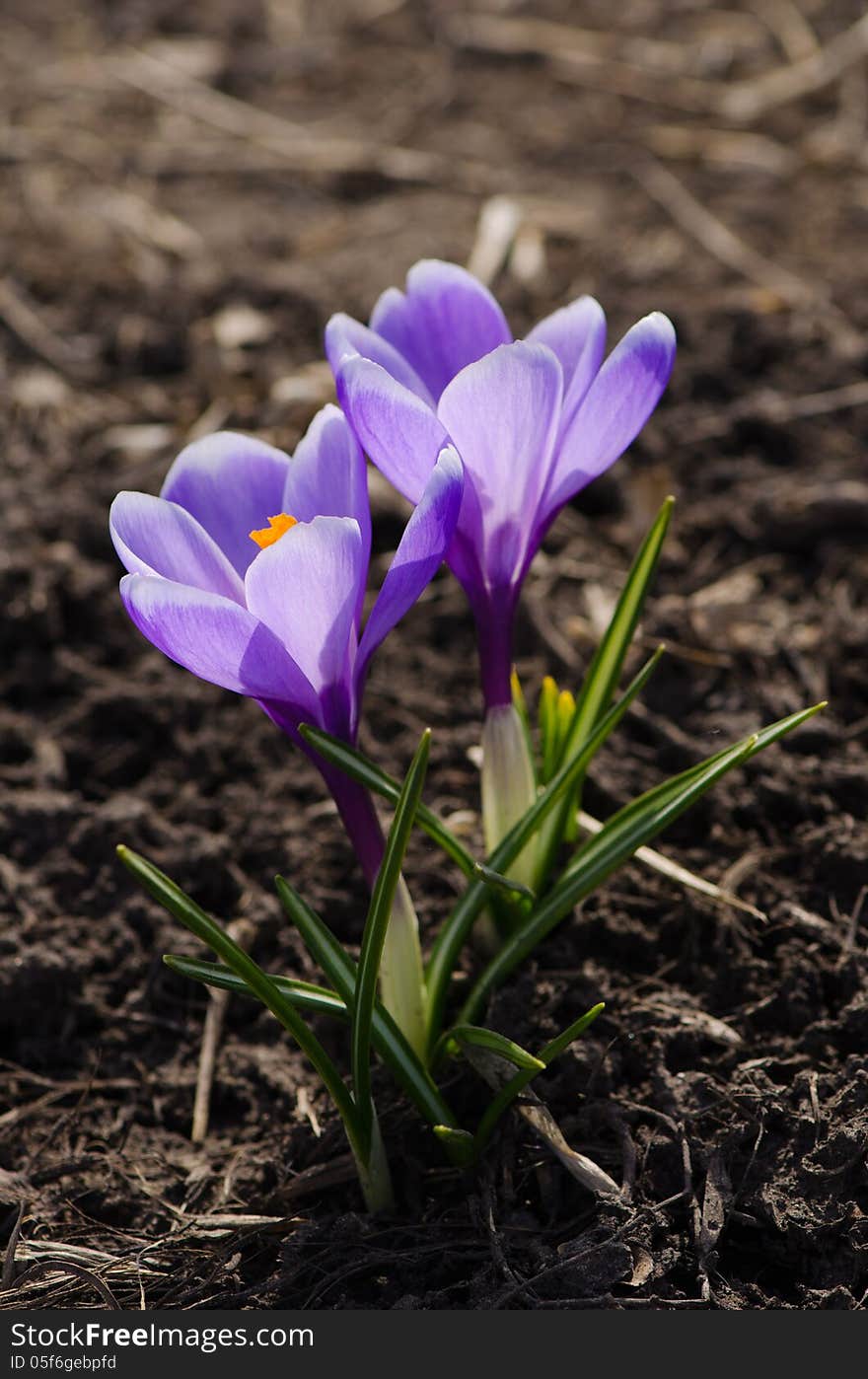 Purple crocuses are growing on a bed.