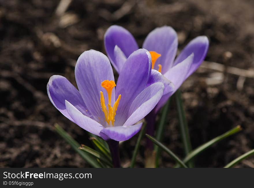 Purple crocuses are growing on a bed.