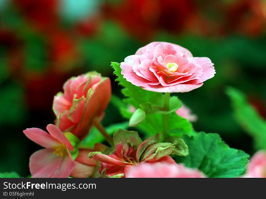 Beautiful flower in the garden