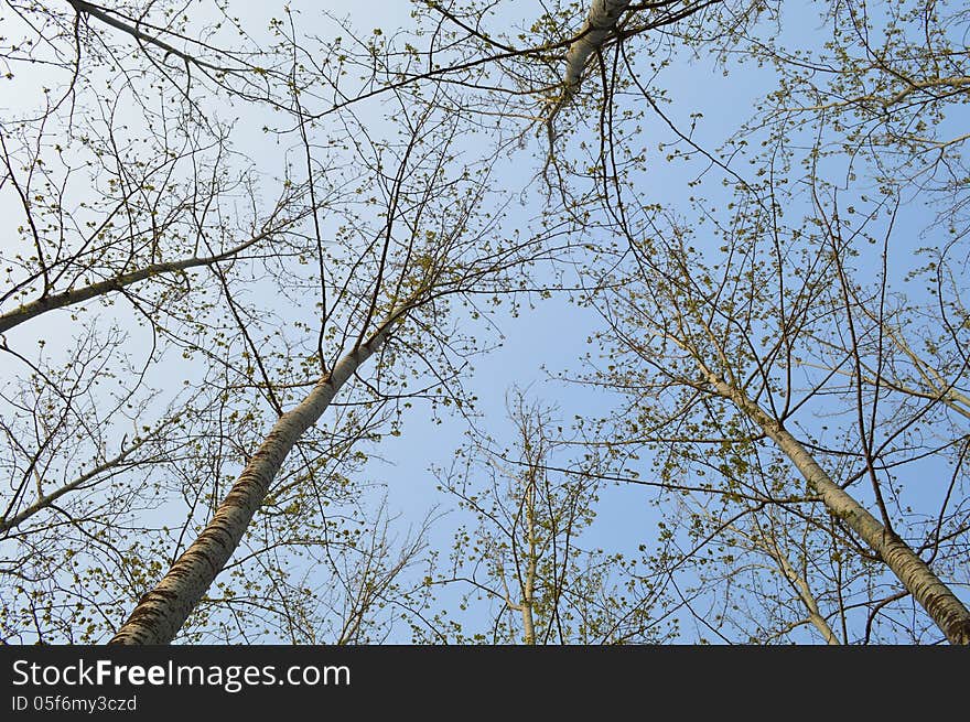 Trees Below Sky