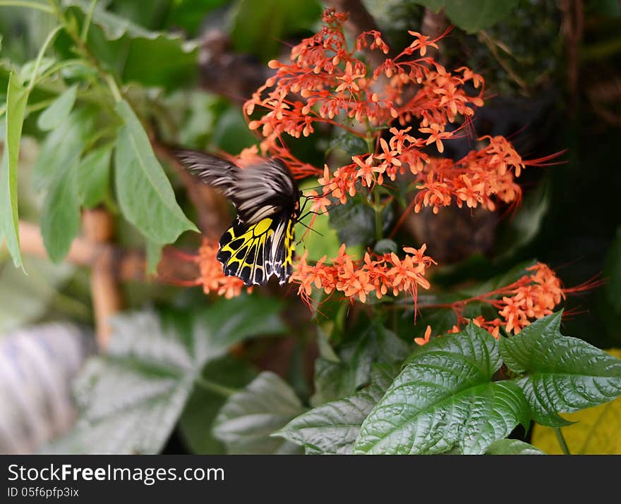 Butterfly on a flower