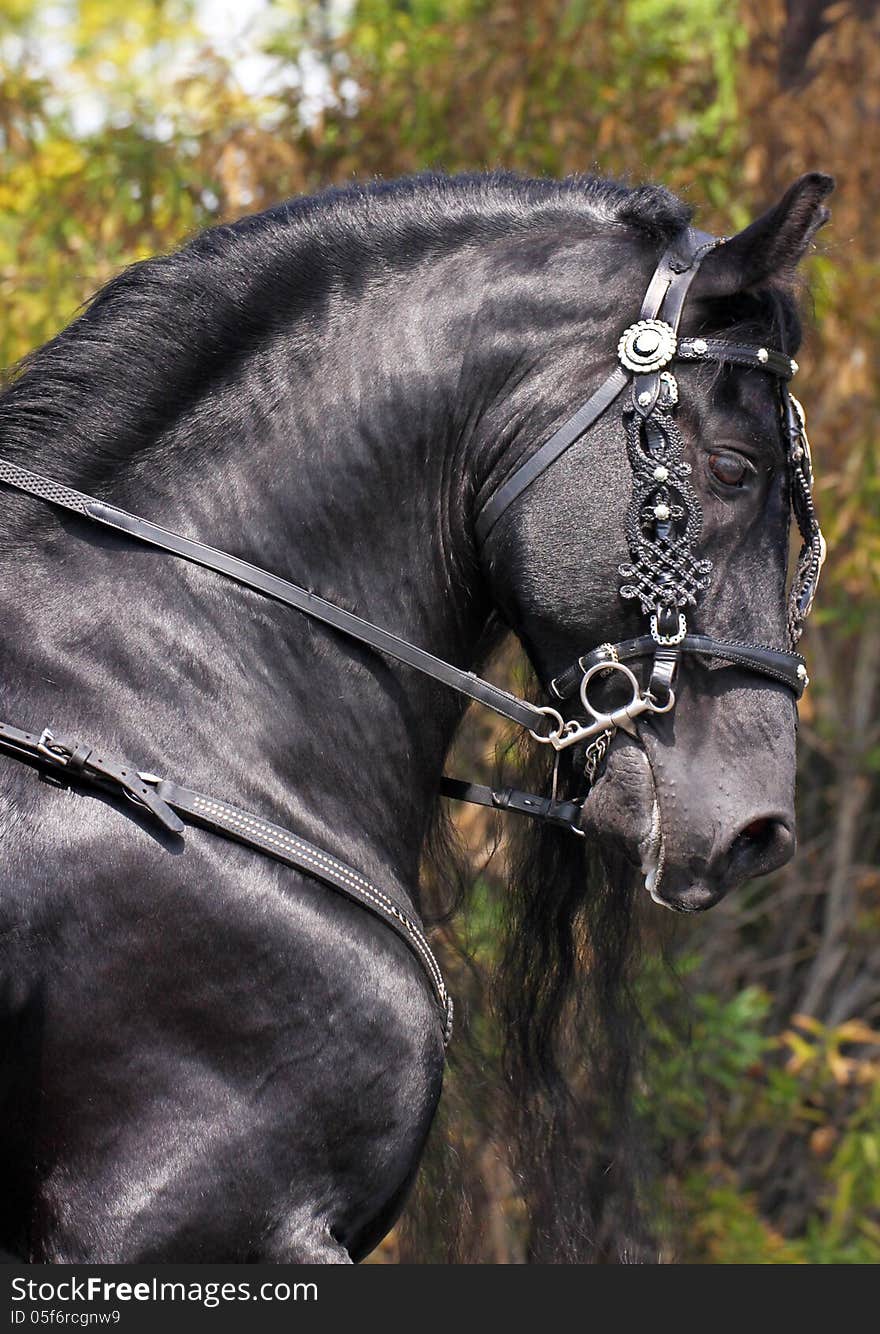 Beautiful Black Horse Marching In Parade. Beautiful Black Horse Marching In Parade