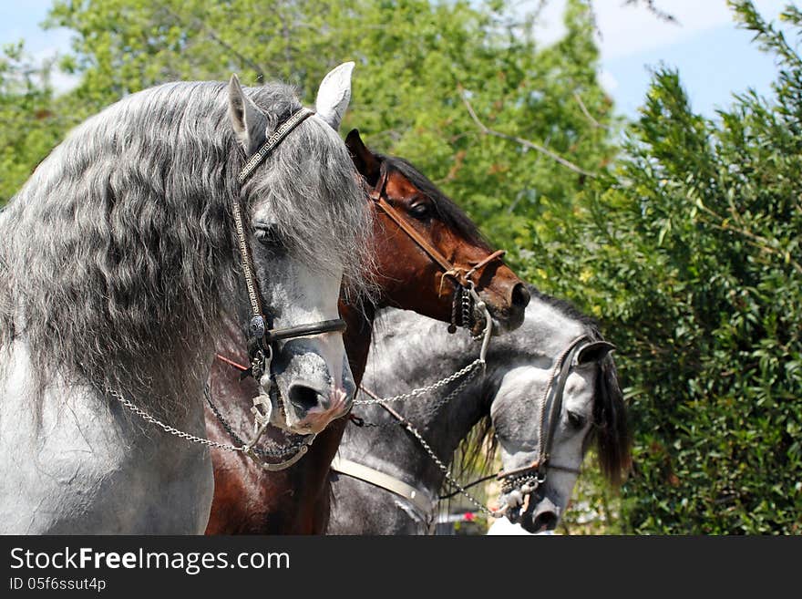 Beautiful Gray And Brown Horses Marching In Parade. Beautiful Gray And Brown Horses Marching In Parade