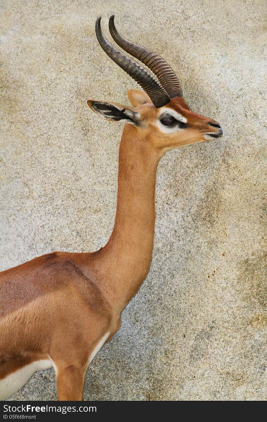 Gerenuk