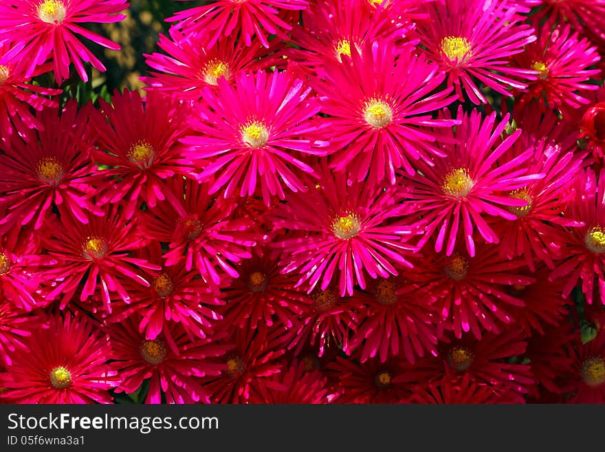 Bright magenta lantana blooming flowers