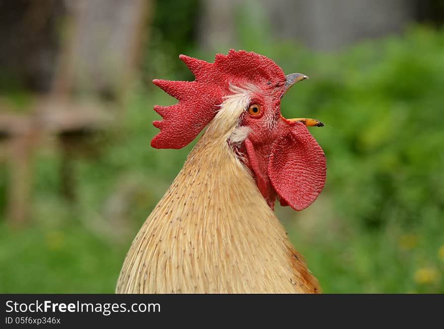 with open beak, close-up. with open beak, close-up