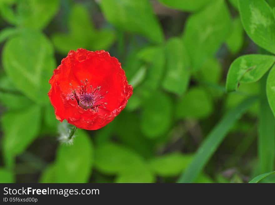 Scarlet Floweret