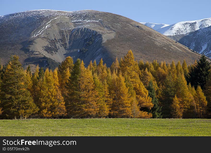 Beautiful scenery of yellow pine wood Rakaia Gorge southern alps