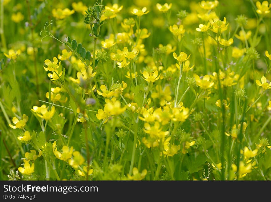 Small yellow wild flowers, close up