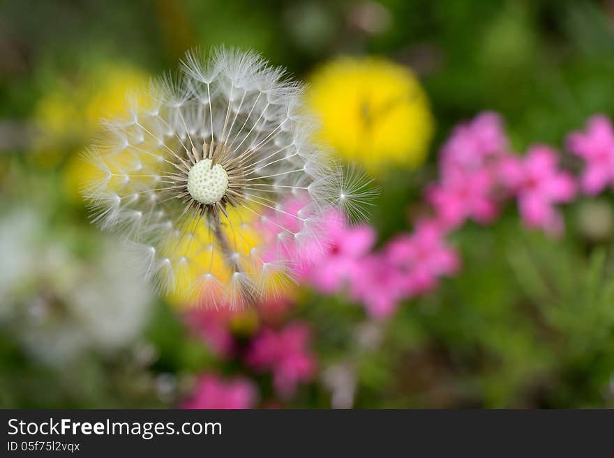 White dandelion with green grass background