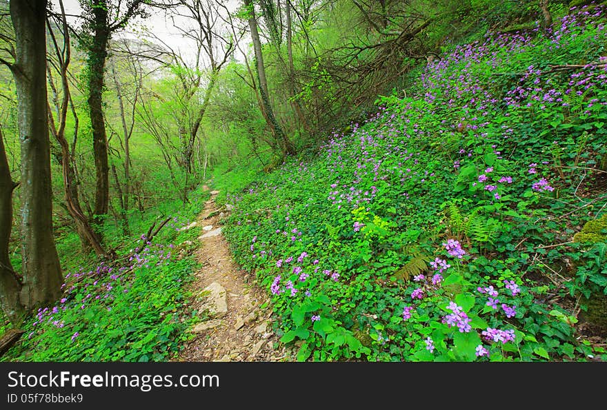 Wild Flowers In A Mountain Forest In Spring