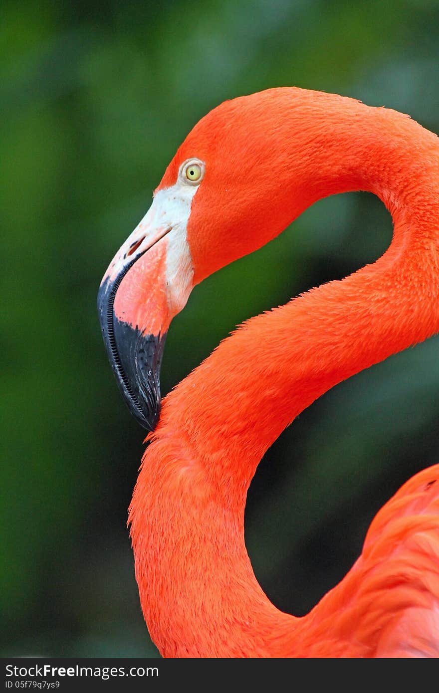 Close up of orange red tropical flamingo head and neck