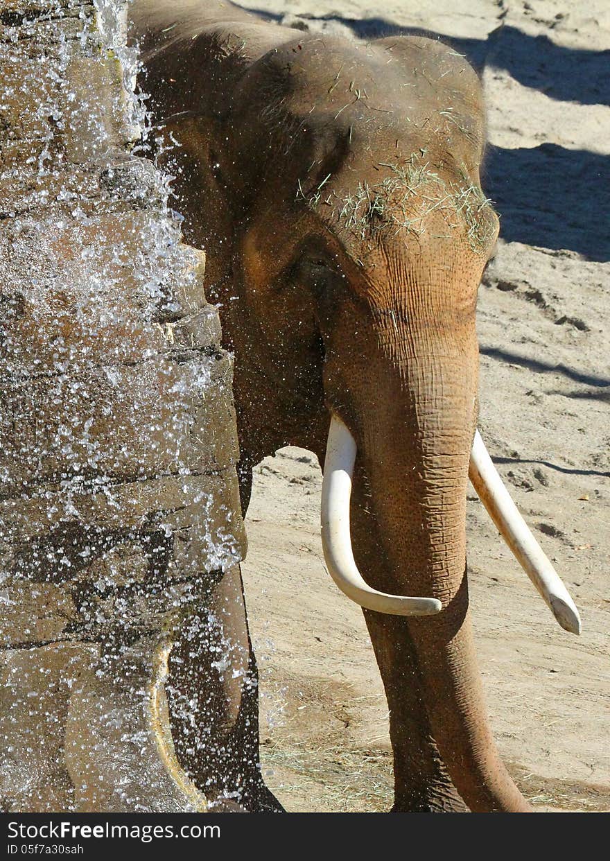 Close up of Indian bull pachyderm walking by waterfall. Close up of Indian bull pachyderm walking by waterfall