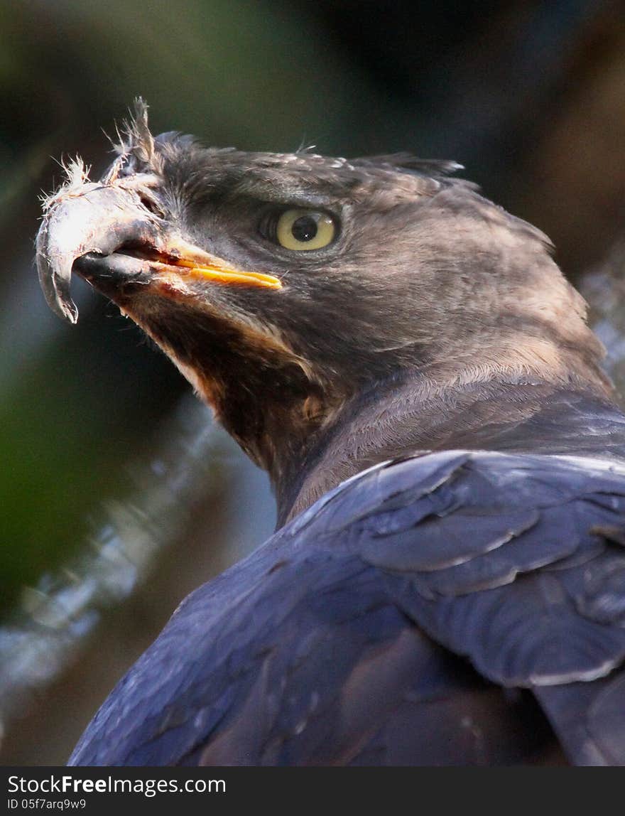 African Crowned Eagle Close Up Detail