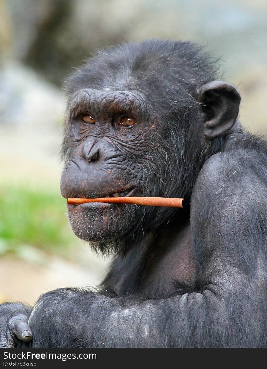 Close up detail of chimp with stick in mouth. Close up detail of chimp with stick in mouth