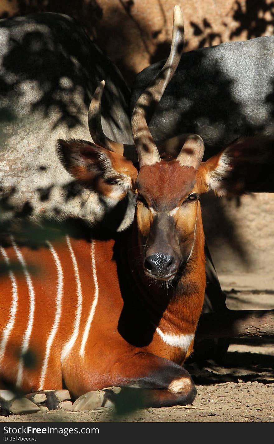 African Bongo sitting in scattered shade. African Bongo sitting in scattered shade