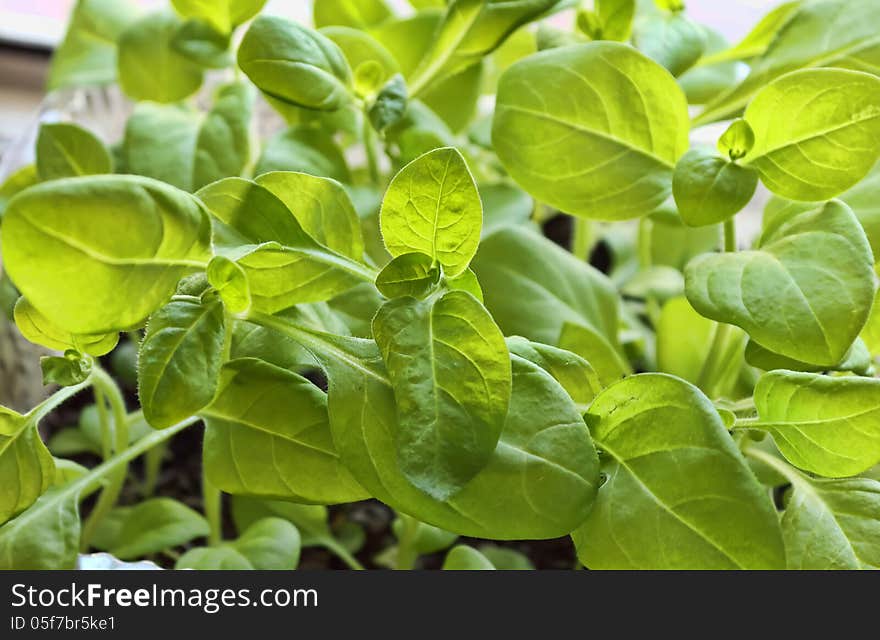 Petunia seedlings